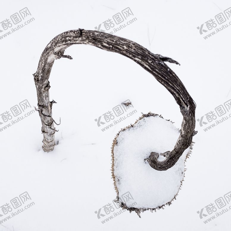 编号：35408909180111159084【酷图网】源文件下载-雪地里的向日葵