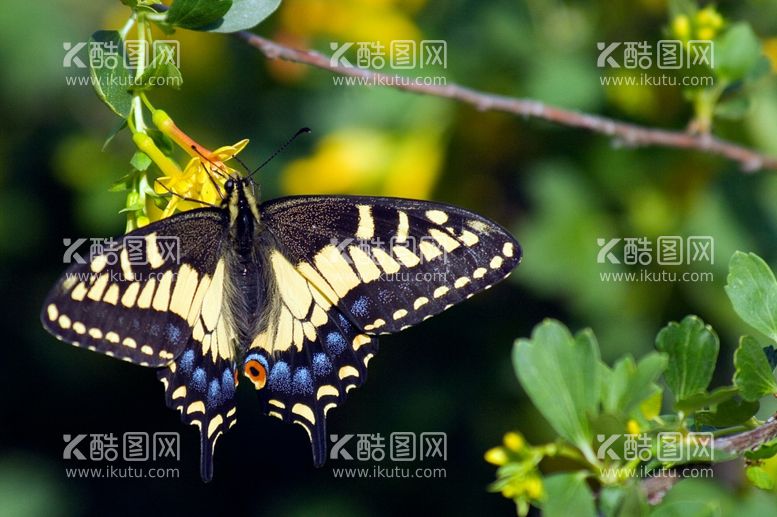 编号：15973512201544486085【酷图网】源文件下载-蝴蝶