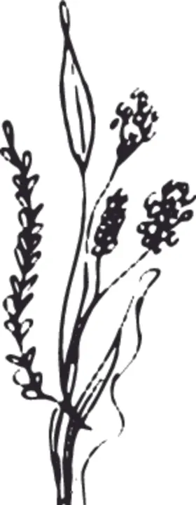 手绘花卉元素