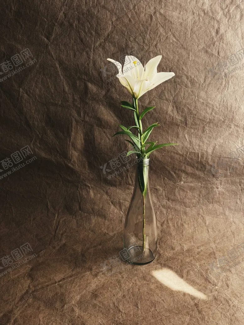 编号：78789812182252458838【酷图网】源文件下载-百合花