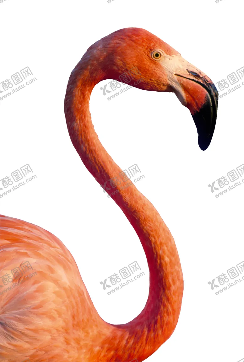 编号：79667306171553501018【酷图网】源文件下载-火烈鸟