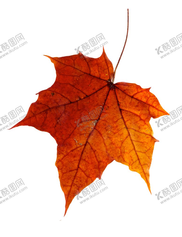 编号：89467310080401318622【酷图网】源文件下载-枫叶