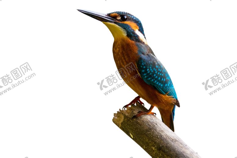 编号：82458710290529326828【酷图网】源文件下载-翠鸟