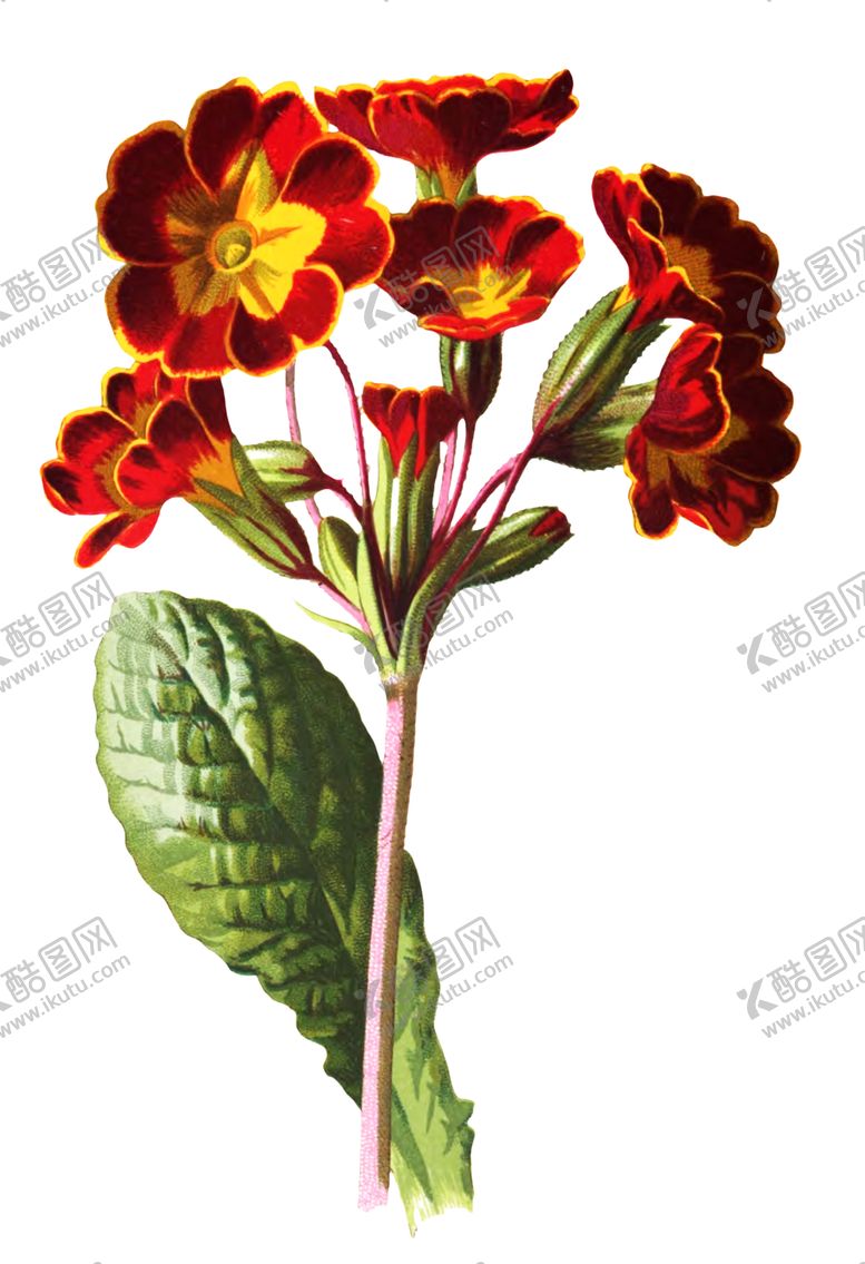 编号：31611206241645289780【酷图网】源文件下载-复古花朵植物图案
