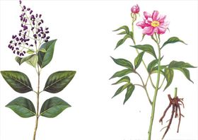 珍贵人参创意文案海报