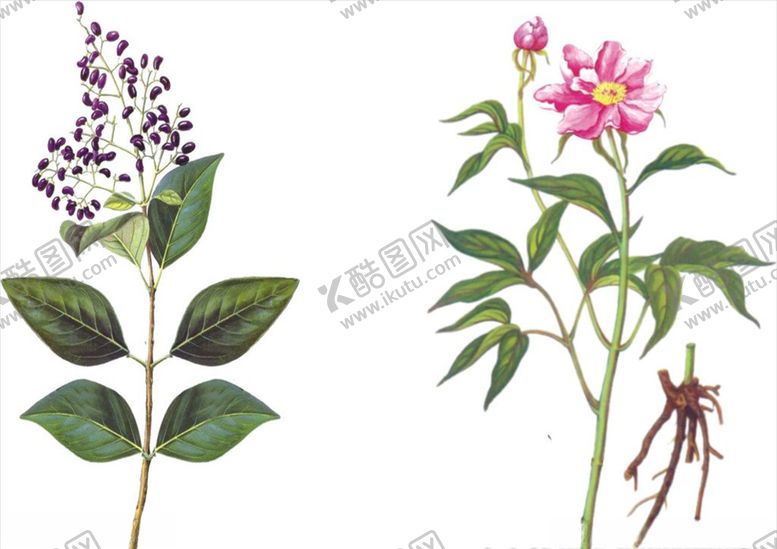 编号：45426410062200482989【酷图网】源文件下载-珍贵药材