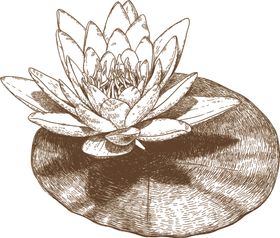花卉素描