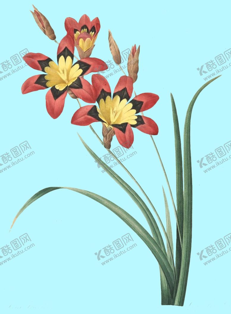 编号：74409806261033175488【酷图网】源文件下载-手绘花