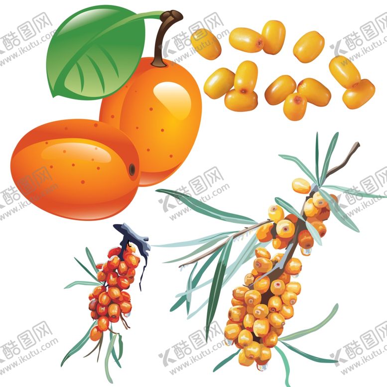 编号：90813710220244404820【酷图网】源文件下载-沙棘png免扣高清素材