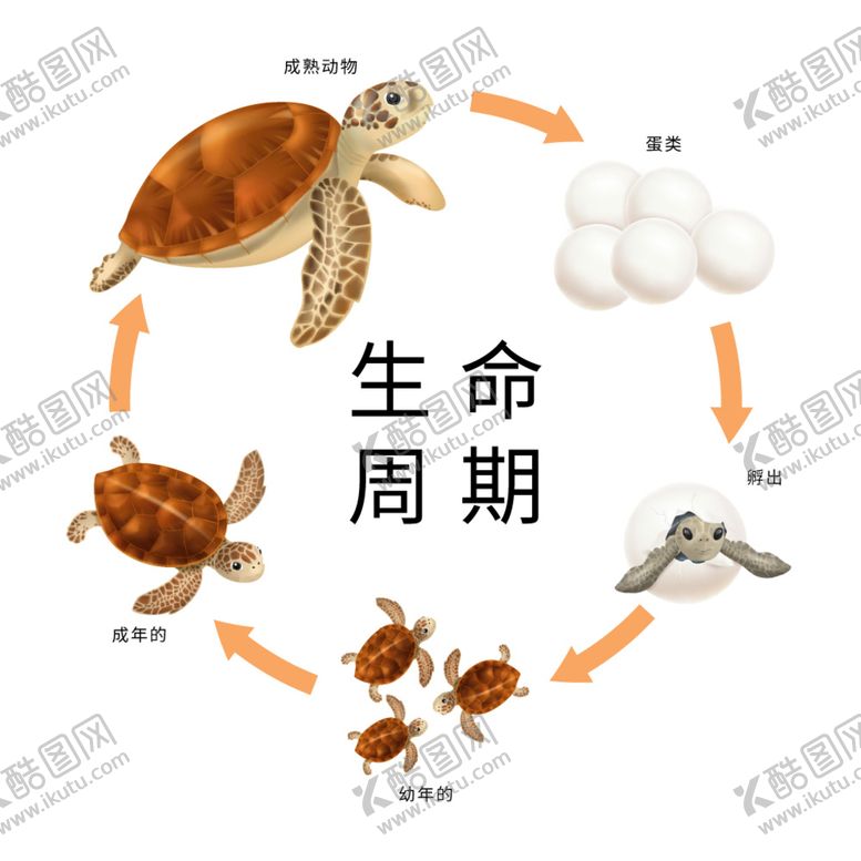 编号：51579101170231477248【酷图网】源文件下载-甲鱼