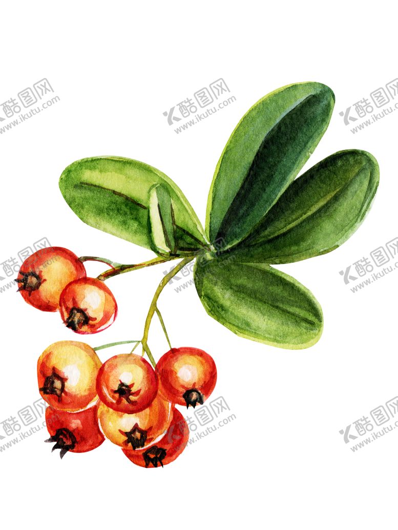 编号：32332610121901248240【酷图网】源文件下载-水果