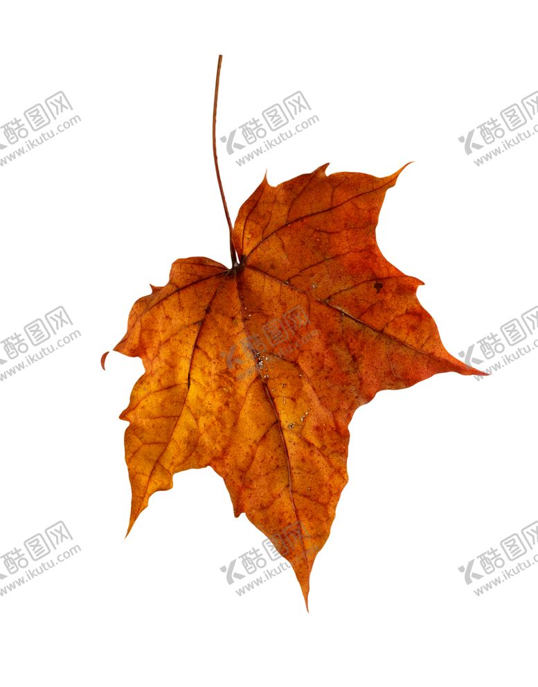 编号：79961010030246074694【酷图网】源文件下载-枫叶