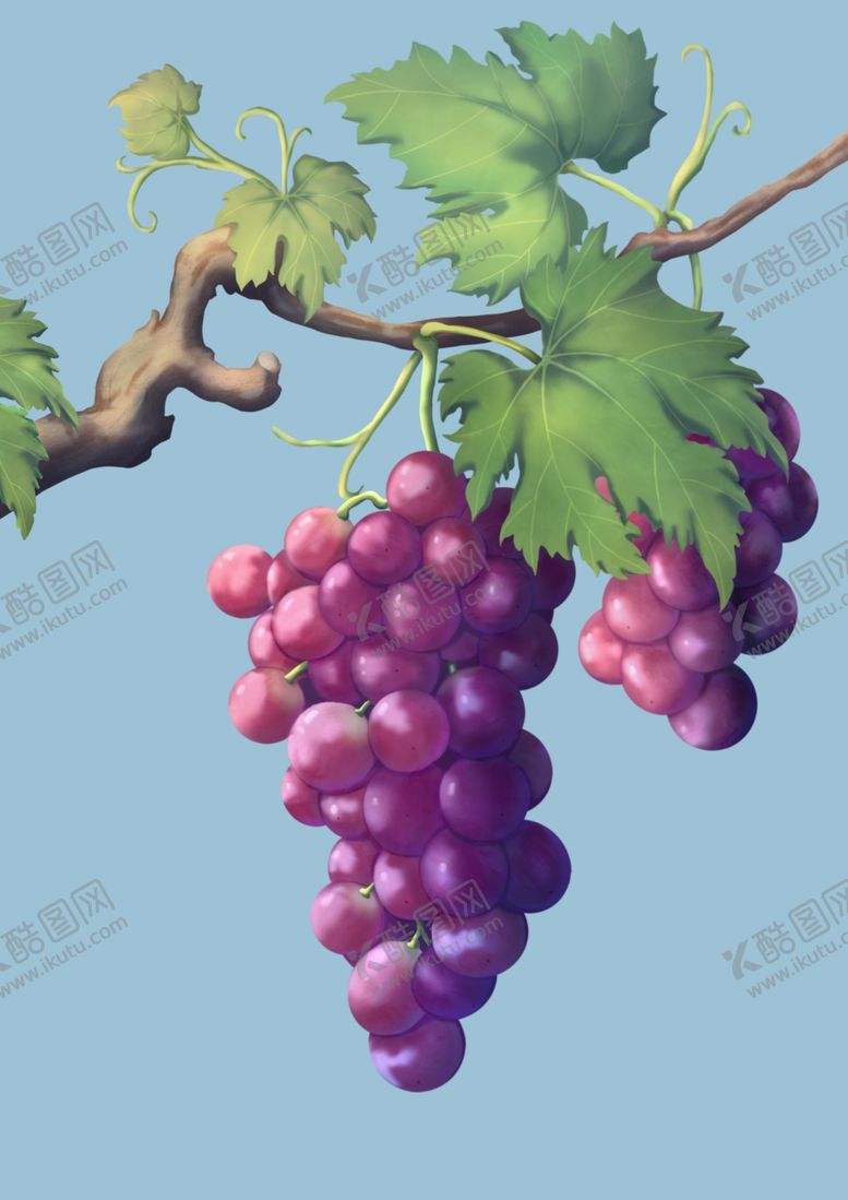 编号：30297401252250183043【酷图网】源文件下载-葡萄插画