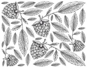 线描仙人掌植物