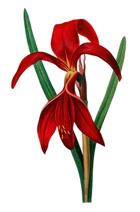 复古鲜花主题装饰图案