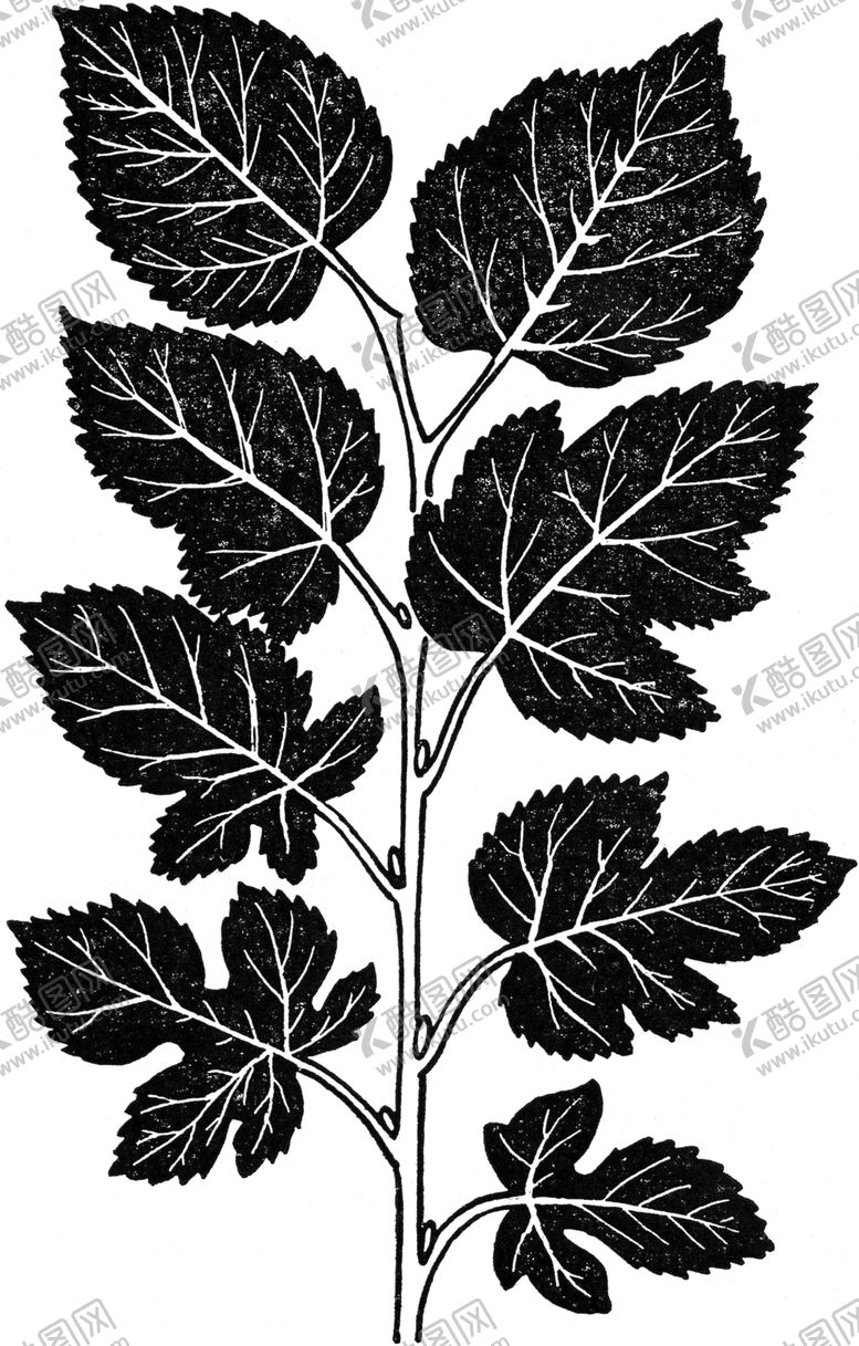 编号：23556109102238437220【酷图网】源文件下载-黑白手绘植物