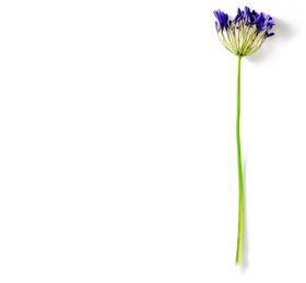 花枝