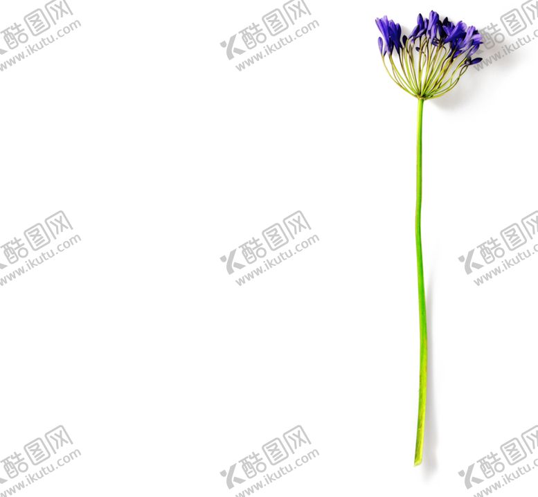 编号：93143210230822045152【酷图网】源文件下载-花枝