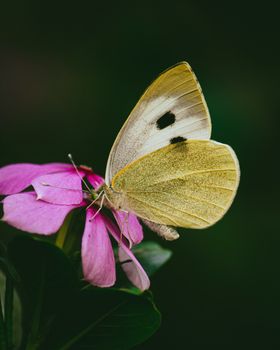蝴蝶生物世界摄影昆虫