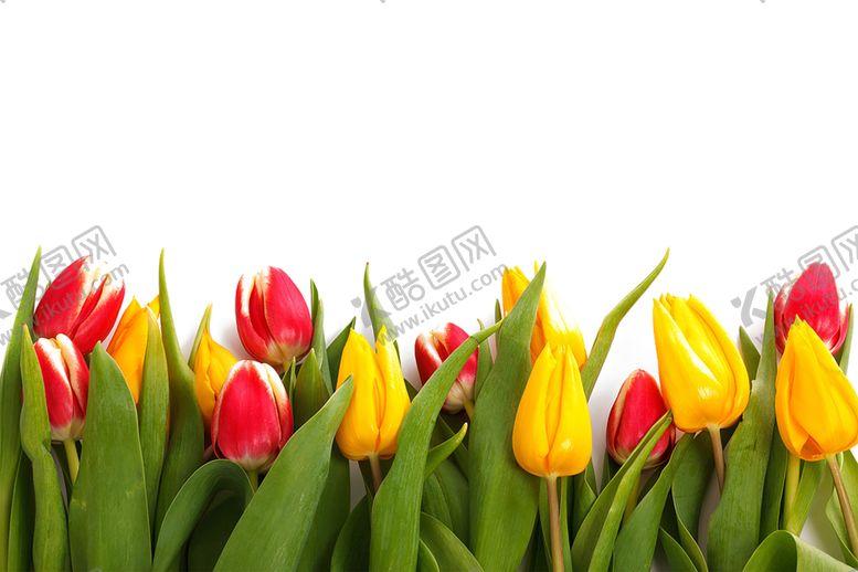 编号：65902909112113313092【酷图网】源文件下载-绿色背景