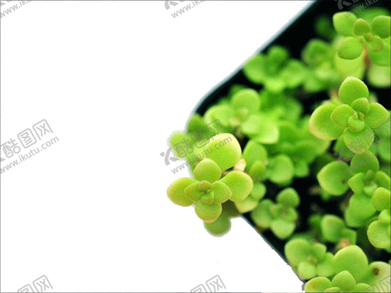 编号：16383009290200399443【酷图网】源文件下载-绿色背景