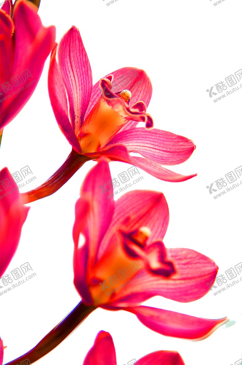 编号：13957210170320576138【酷图网】源文件下载-鲜花装饰