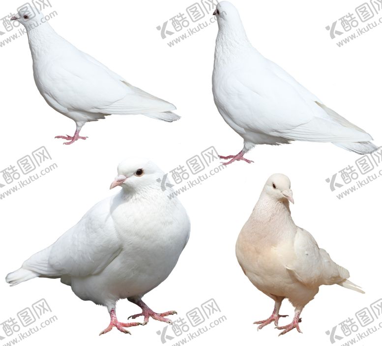 编号：90111309190718521176【酷图网】源文件下载-动物鸟禽鸽子图案