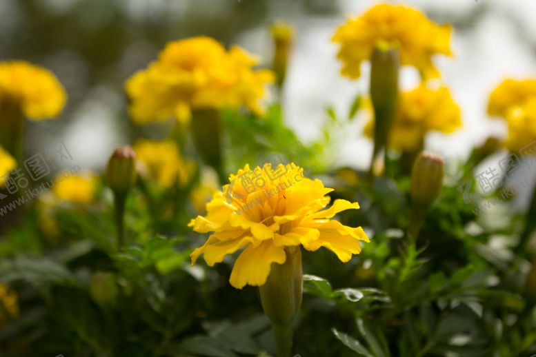 编号：58680610012109593326【酷图网】源文件下载-万寿菊