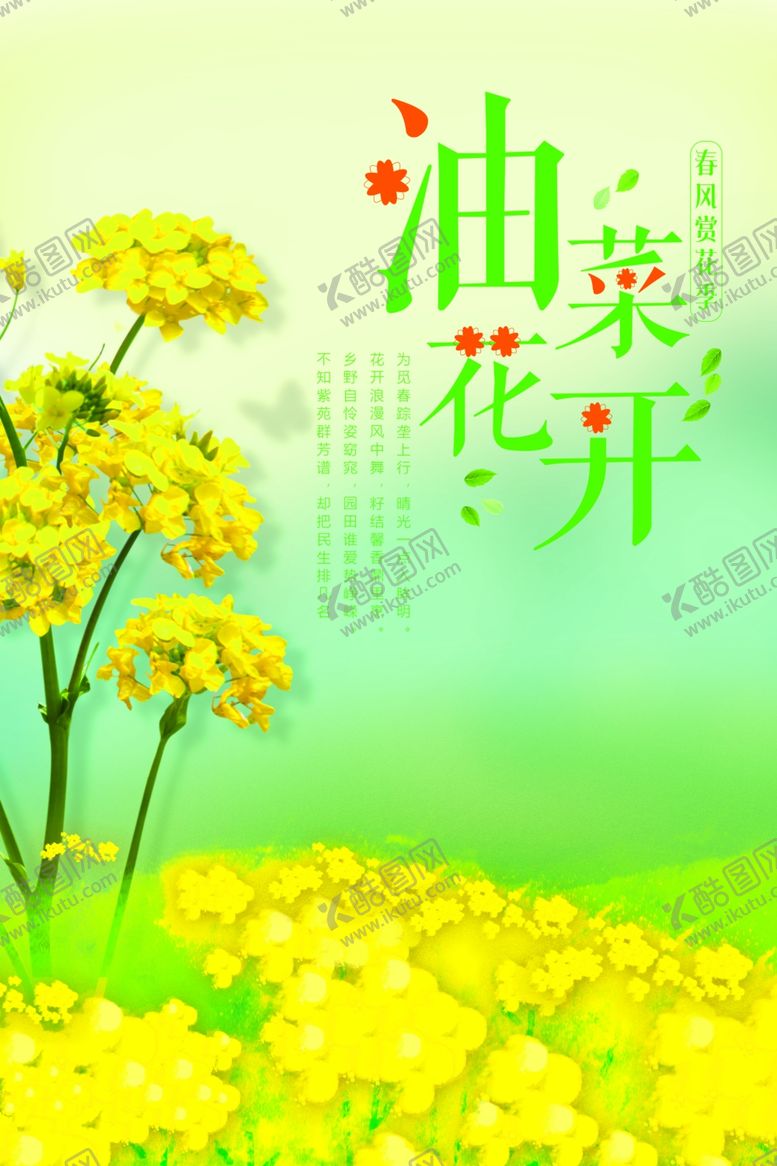 编号：84520009101555239449【酷图网】源文件下载-油菜花开