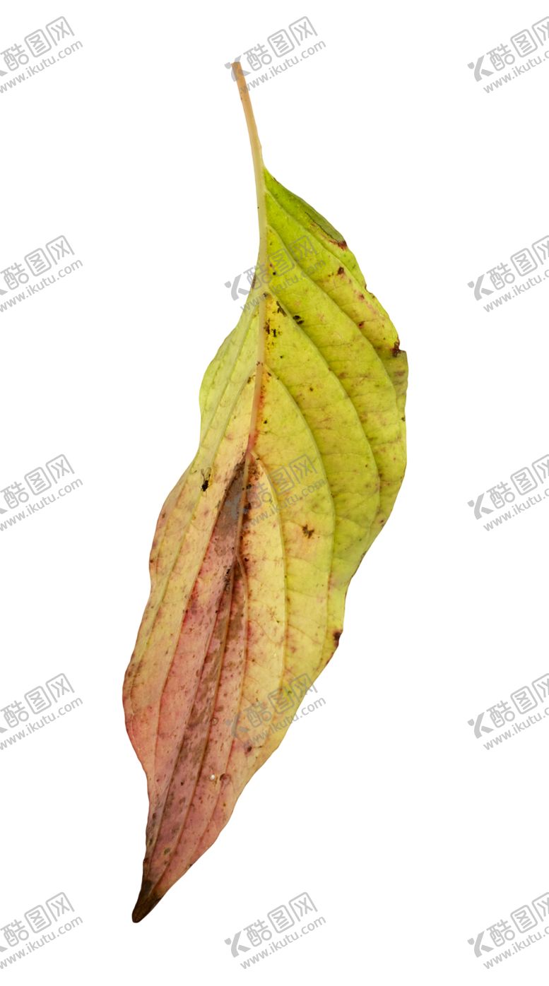 编号：54599609150723458587【酷图网】源文件下载-枫叶