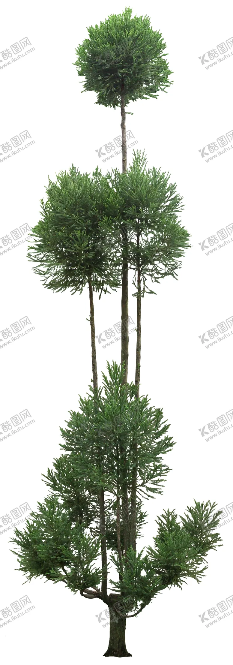 编号：92388210121703253582【酷图网】源文件下载-柳杉造型树园林景观效果图