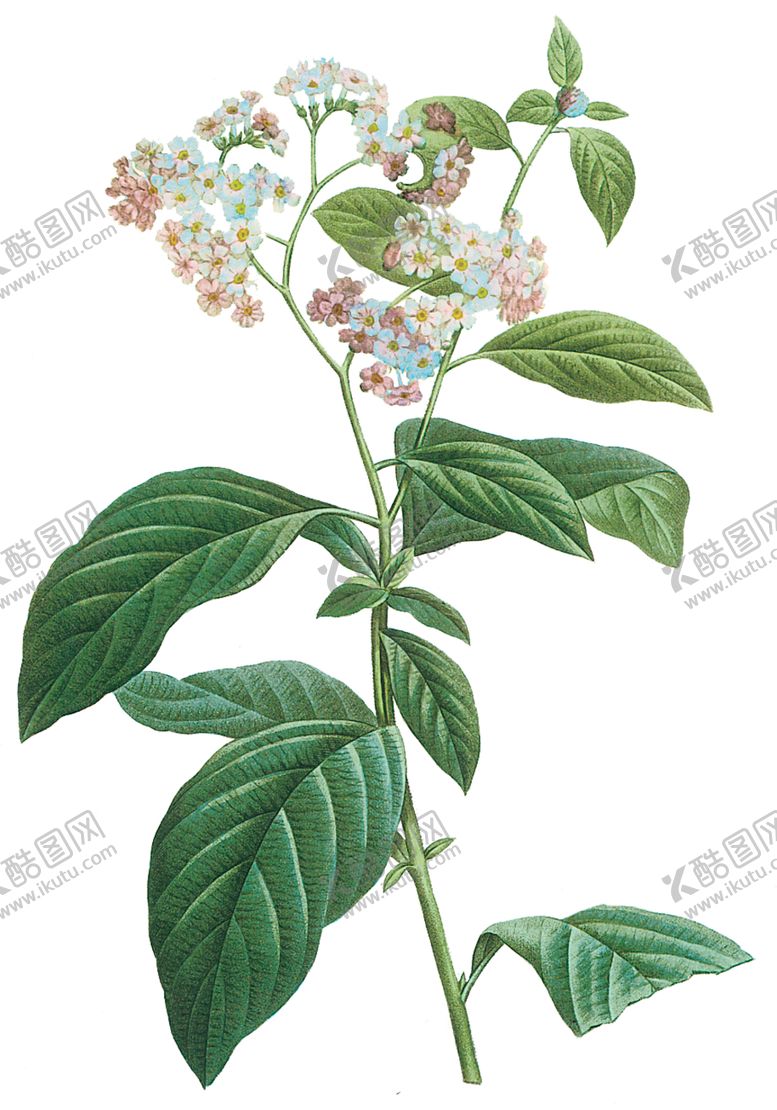编号：89673910071117266015【酷图网】源文件下载-植物花卉油画装饰画