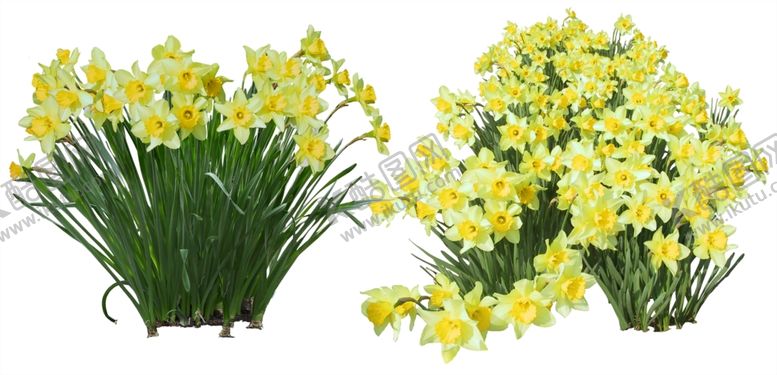 编号：19928809170836419674【酷图网】源文件下载-园林植物