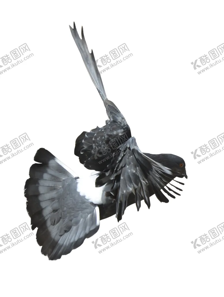 编号：58818701252248338489【酷图网】源文件下载-鸽子