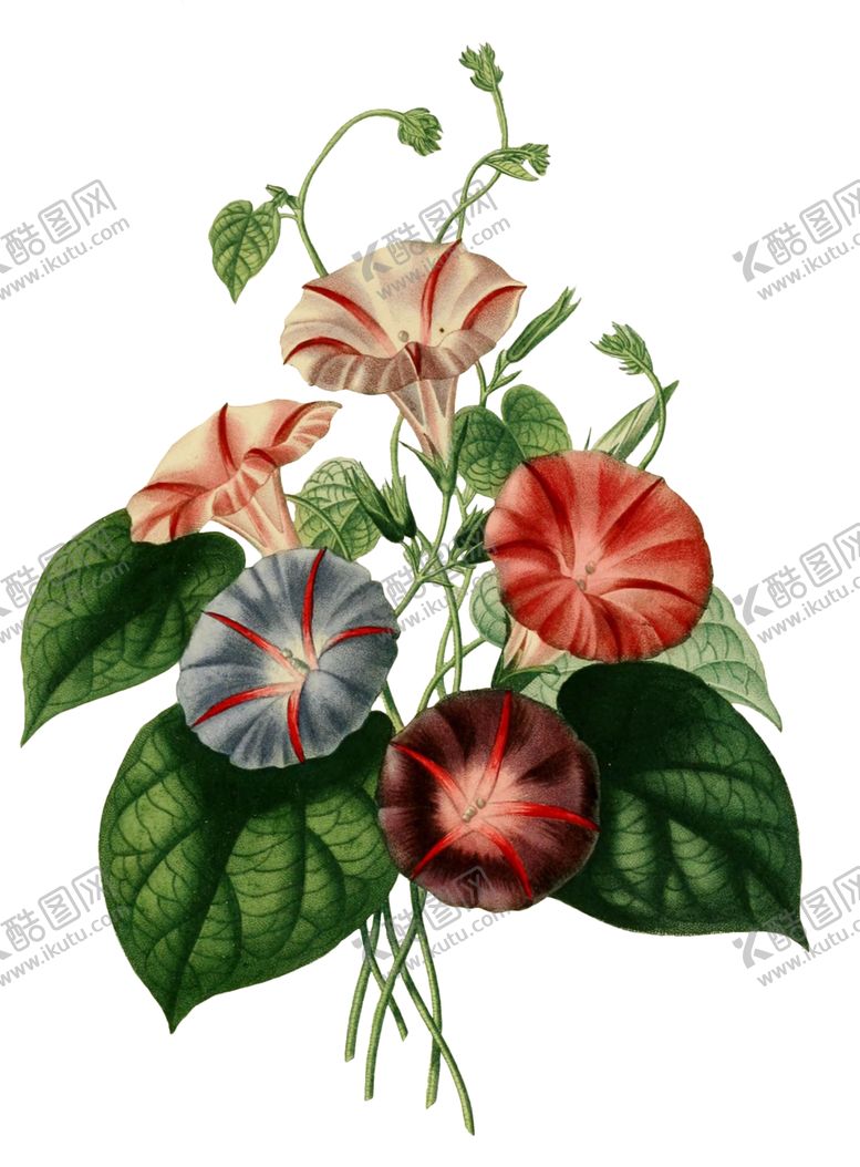 编号：88160906291103163430【酷图网】源文件下载-复古鲜花主题装饰图案