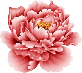 牡丹花摄影工笔画油画瓣