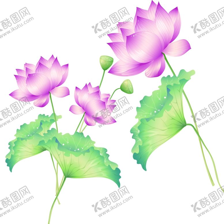编号：27001307060942205025【酷图网】源文件下载-荷花