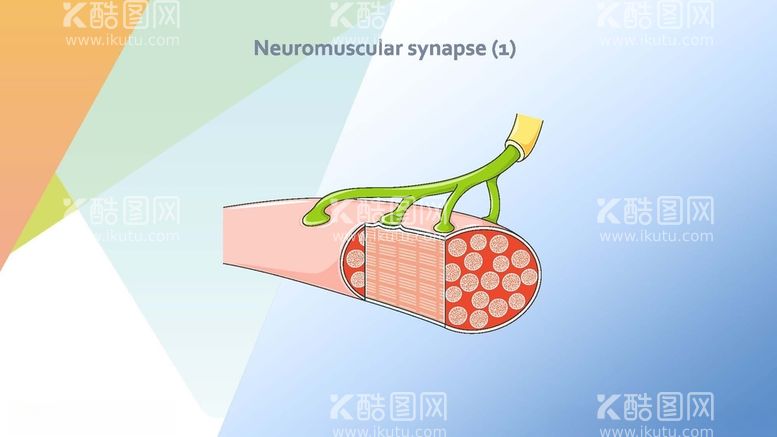 编号：42304912181819117713【酷图网】源文件下载-神经学