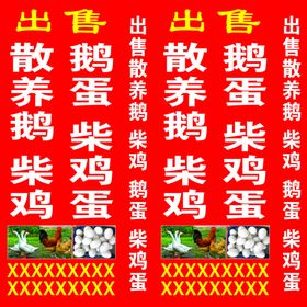 散养鹅