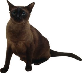 可爱动物小猫咪