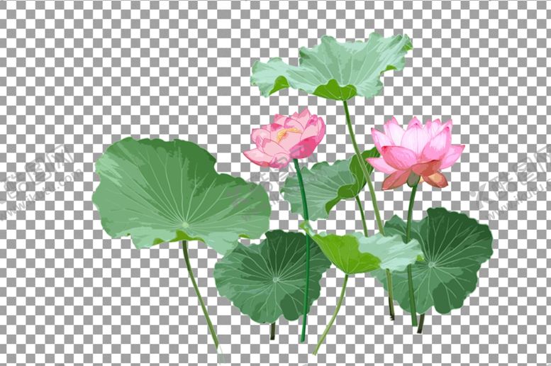编号：83442609261304366620【酷图网】源文件下载-手绘荷花