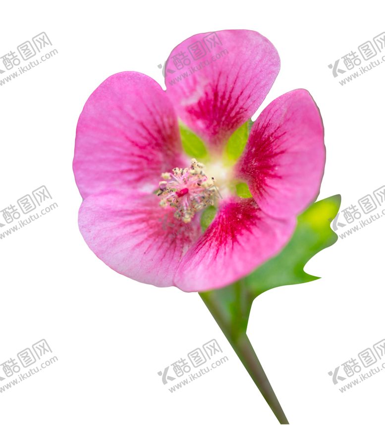 编号：69089701290940185773【酷图网】源文件下载-微距下盛开的花朵