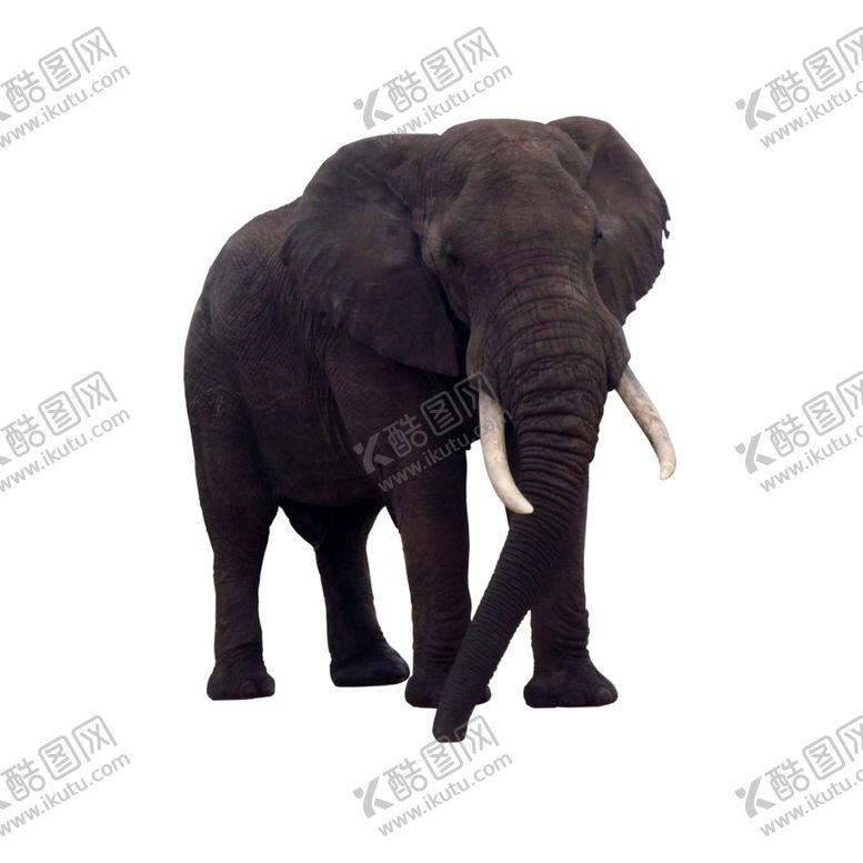 编号：28869609171925383356【酷图网】源文件下载-大象