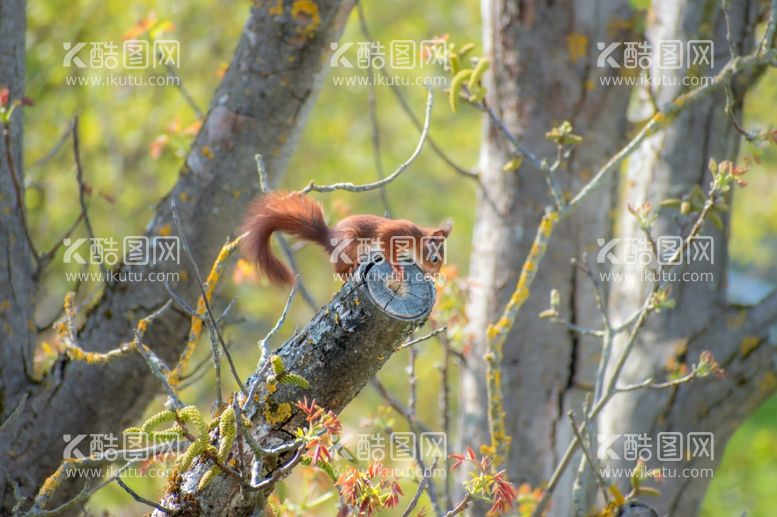 编号：18279712211700397576【酷图网】源文件下载-狐狸