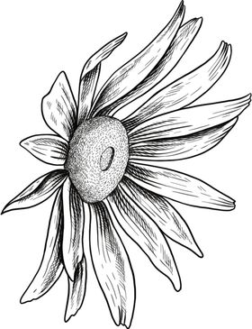 花朵素描