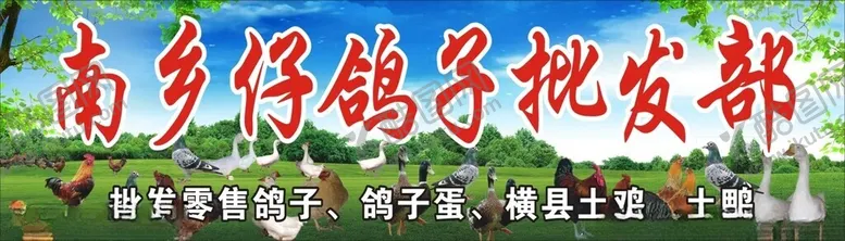 编号：54586702270538238266【酷图网】源文件下载-鸽子批发招牌
