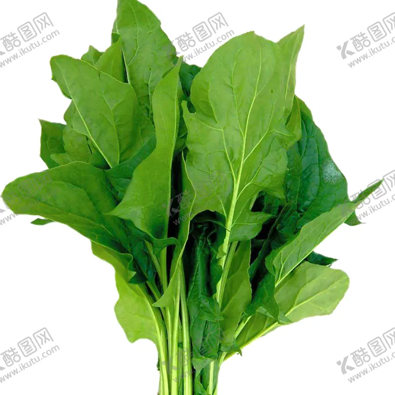 编号：63143106232035043076【酷图网】源文件下载-菠菜