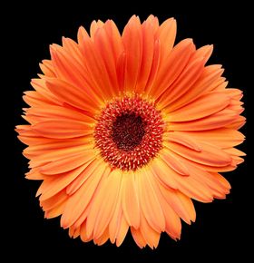 菊花野菊花雏菊春天鲜花花朵金菊
