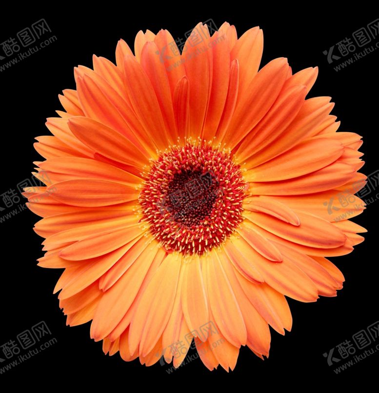 编号：21998010192040143962【酷图网】源文件下载-菊花野菊花雏菊春天鲜花花朵金菊