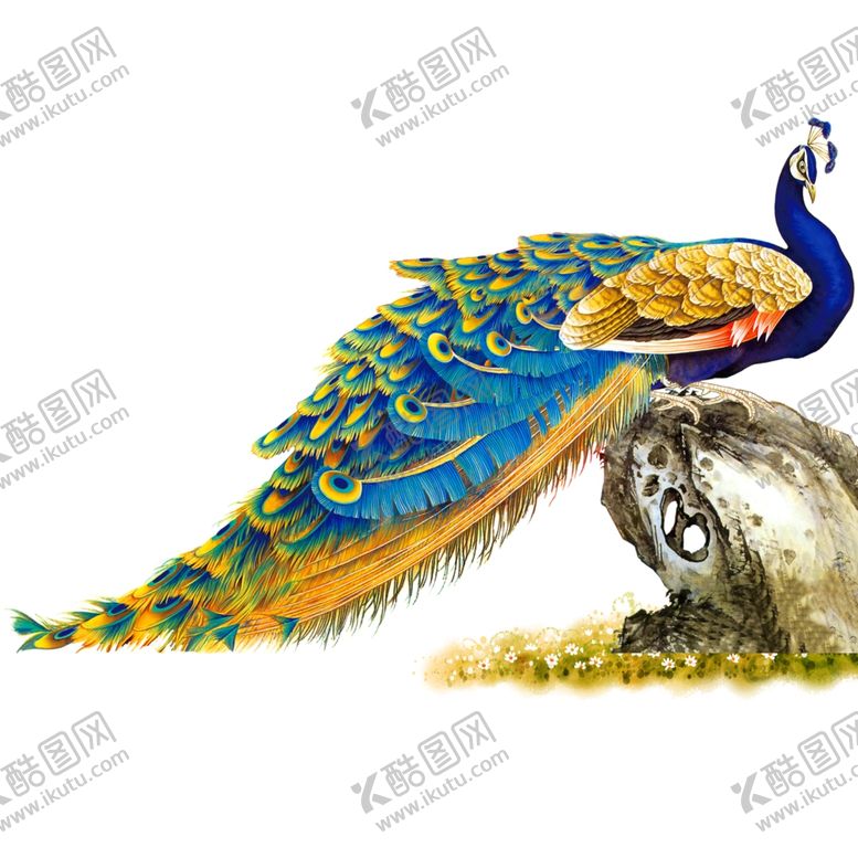 编号：54807503092054259819【酷图网】源文件下载-孔雀